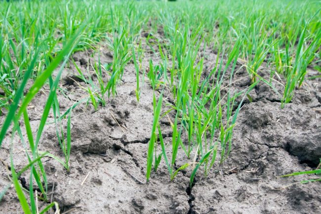 wheat sprouts drought_©SALMAN2 - STOCK.ADOBE.COM_e.jpg