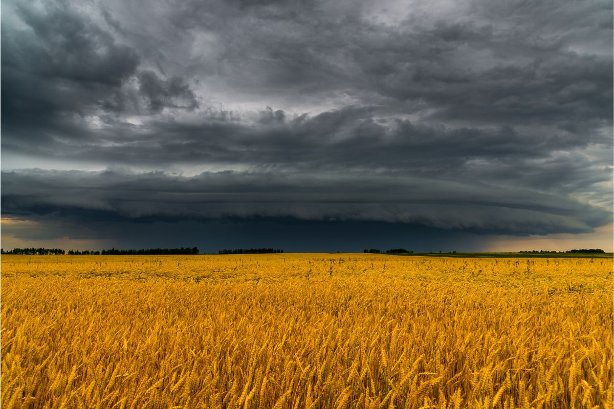 wheat field dark clouds rain weather_©OLGAVOLODINA -STOCK.ADOBE.COM_e.jpg