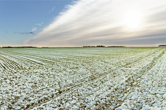 winter wheat field snow_©LUDMILA SMITE - STOCK.ADOBE.COM_e.jpg