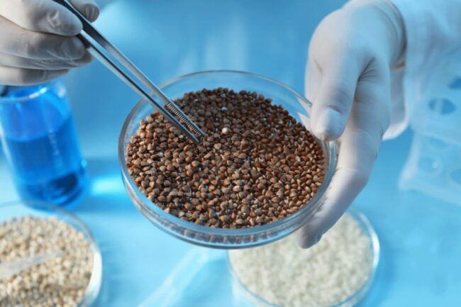 grain wheat research_©NEW AFRICA - STOCK.ADOBE.COM_e.jpg