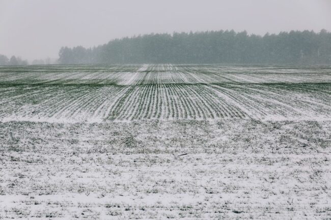 winter wheat field snow_©VIKTORIIA1974 - STOCK.ADOBE.COM_e.jpg