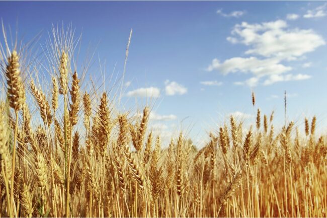 wheat field_©IZZZY71 - STOCK.ADOBE.COM_e.jpg