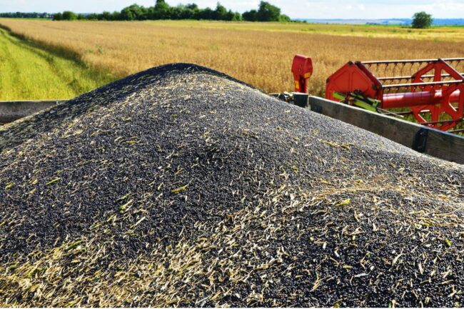 rapeseed harvest field_©WIHA3 - STOCK.ADOBE.COM_e.jpg