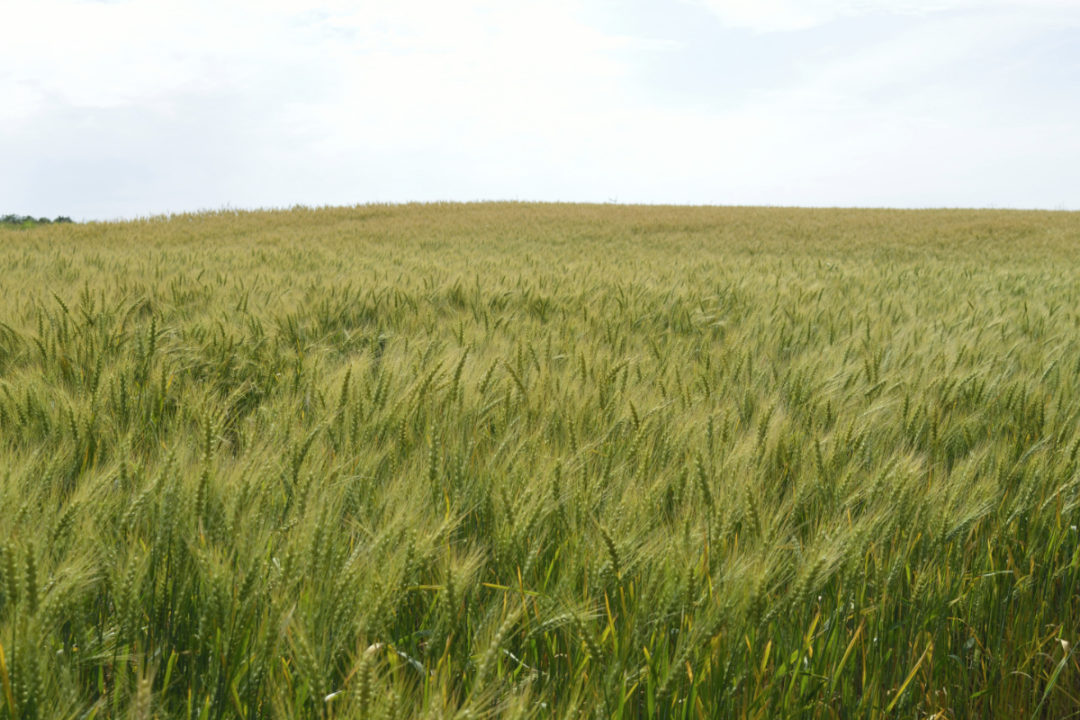 Ethiopia’s wheat production to increase 20190404 World Grain