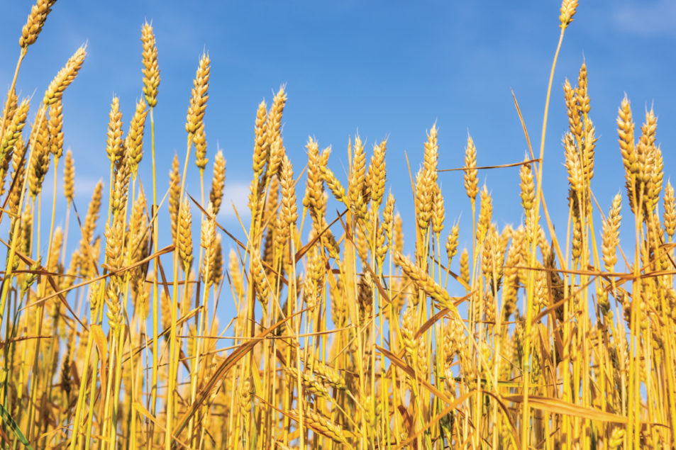 Canada’s wheat, canola production on the rise 20190925 World Grain