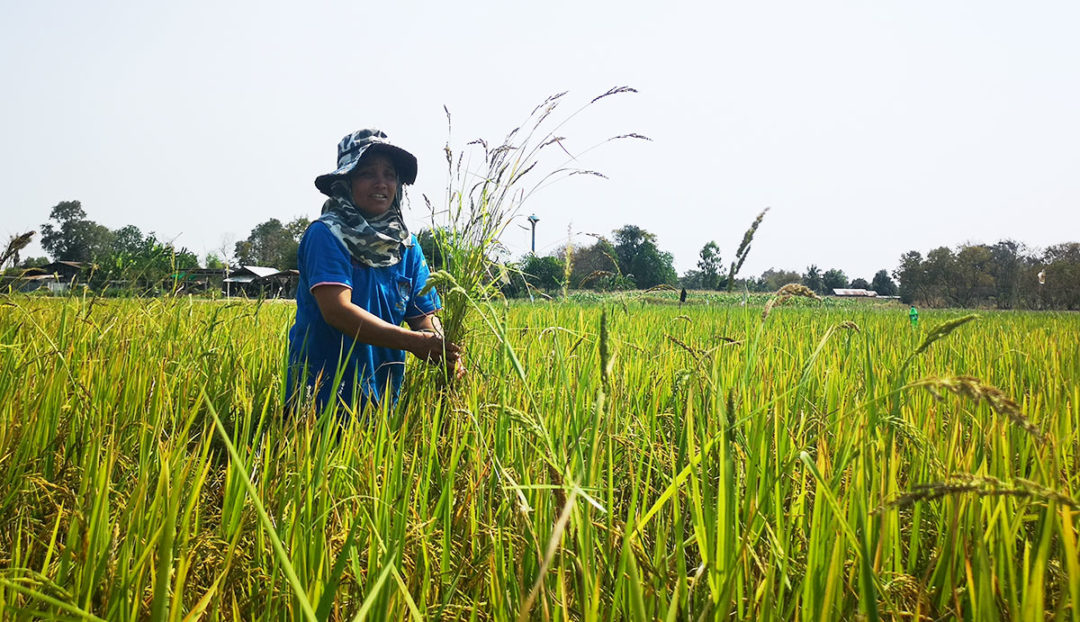 rice field