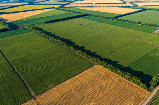 crop fields
