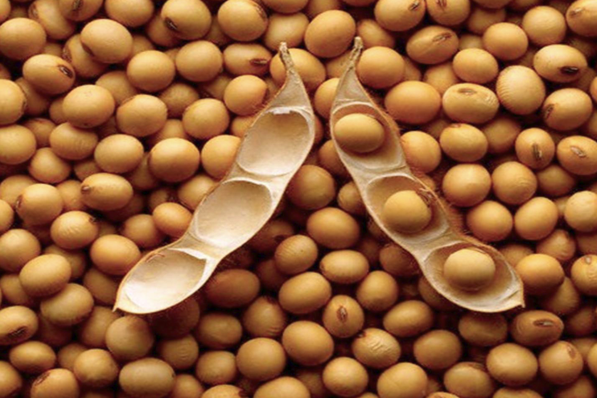 COFCO Granted Soybeans From Reserves To Combat Supply Concerns | 2020 ...