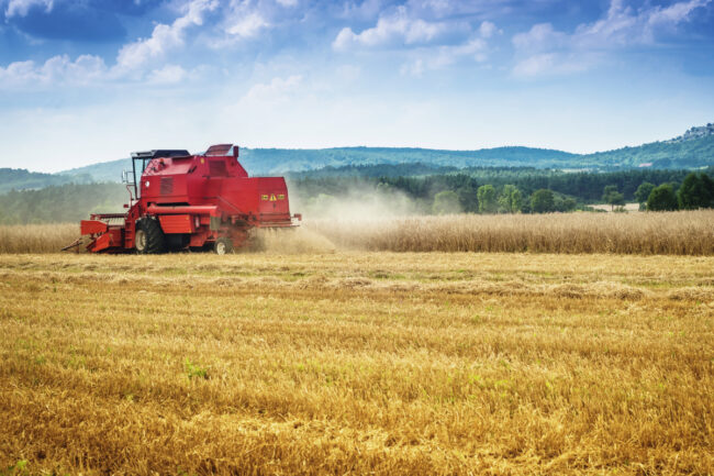 wheat harvest