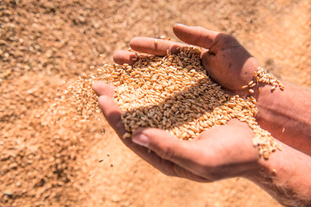 hands in grain