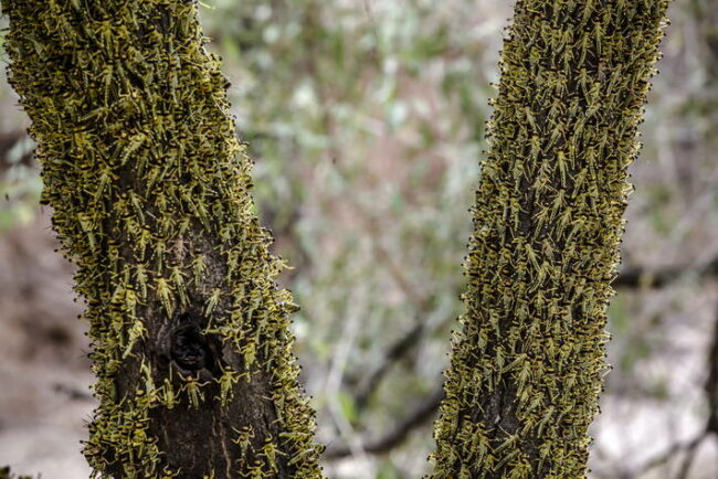 desert locust