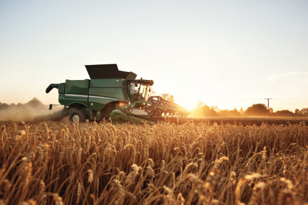 wheat harvest