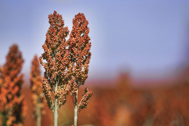 sorghum