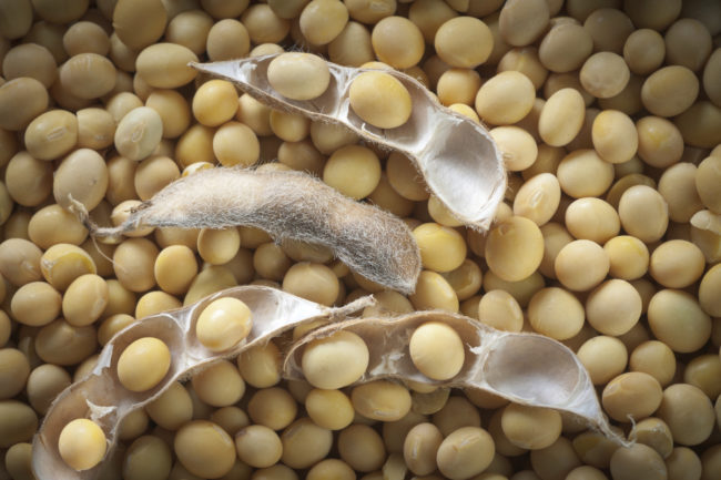 soybean