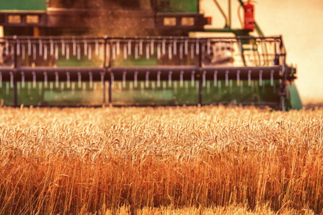 wheat harvest