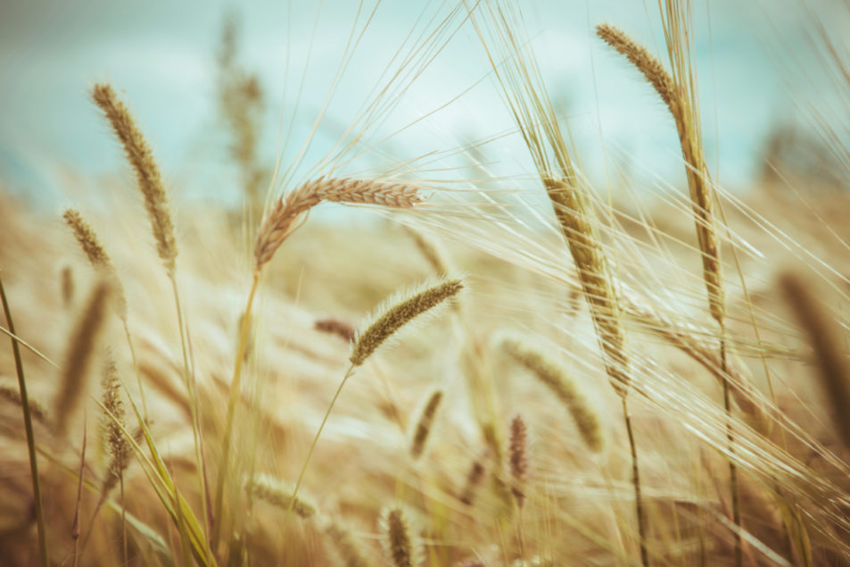 France wheat production declines 25% | 2020-08-11 | World Grain