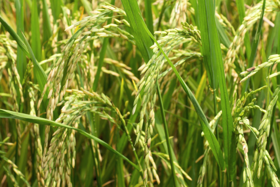 India’s rice production on the rise | 2020-11-06 | World Grain