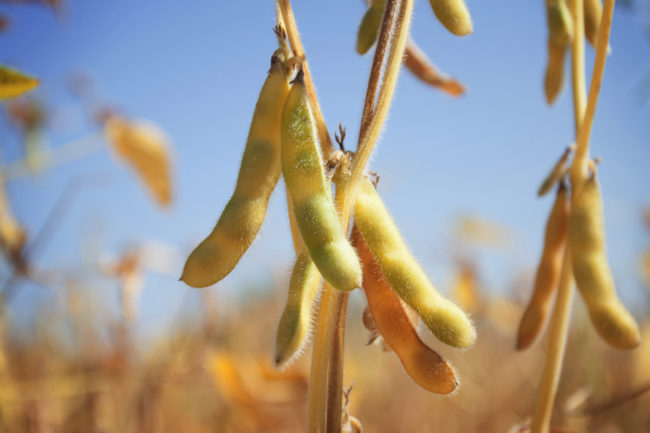 soybean