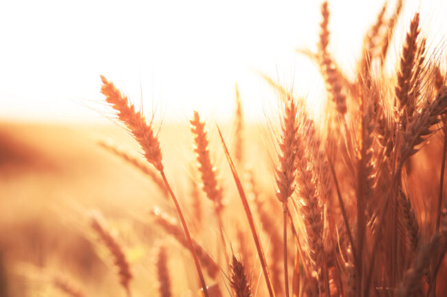 Red-Wheat_photo-cred-adobe-stock_E.jpg