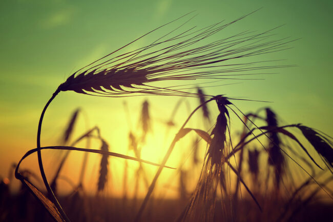 Barley_photo-cred-Adobe-stock_E.jpg