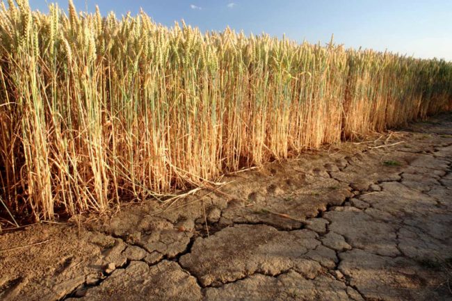 Wheat production in Russia