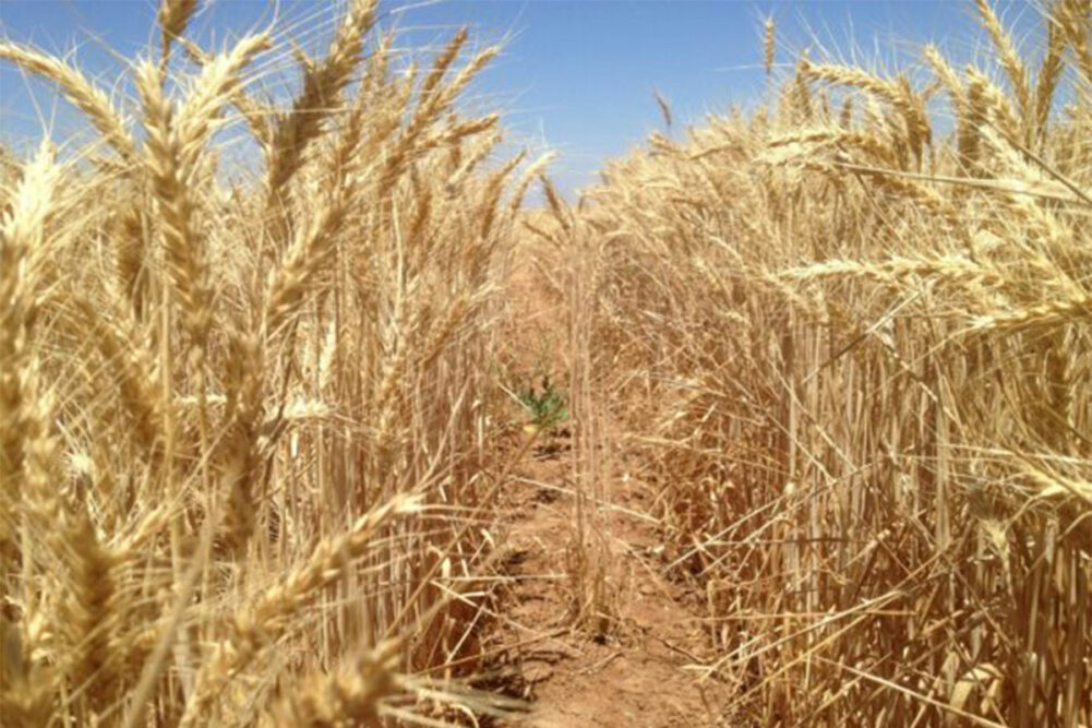 Wheat Quality Australia announces new Australian White Wheat milling class