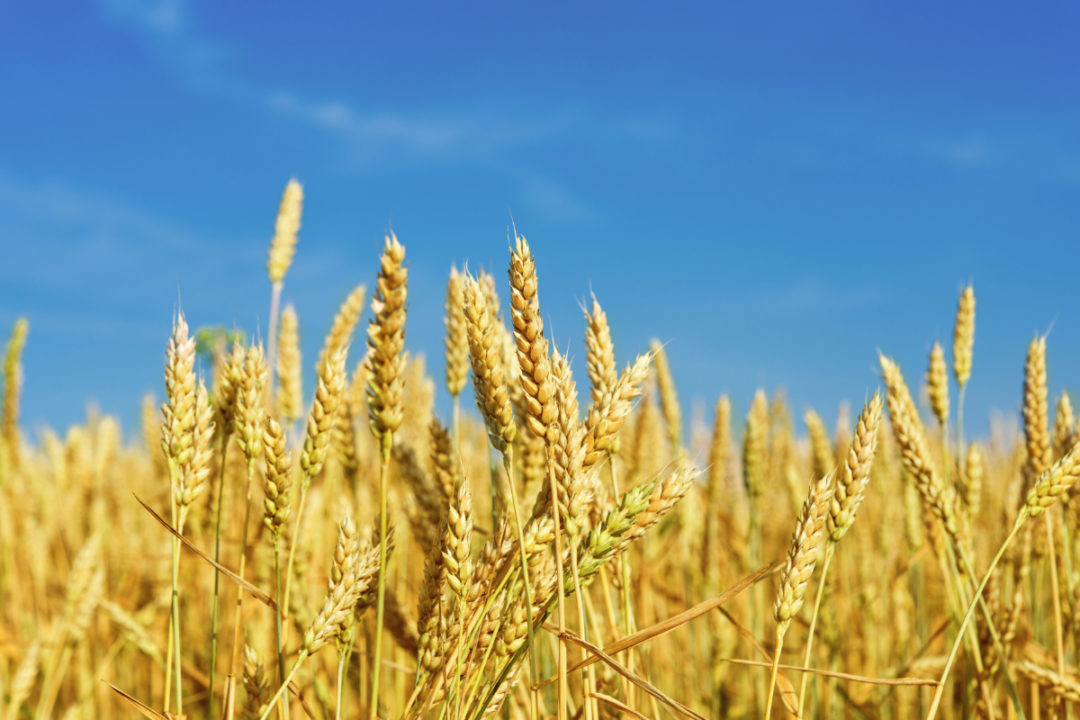 US, Canada face grain production challenges 20210920 World Grain