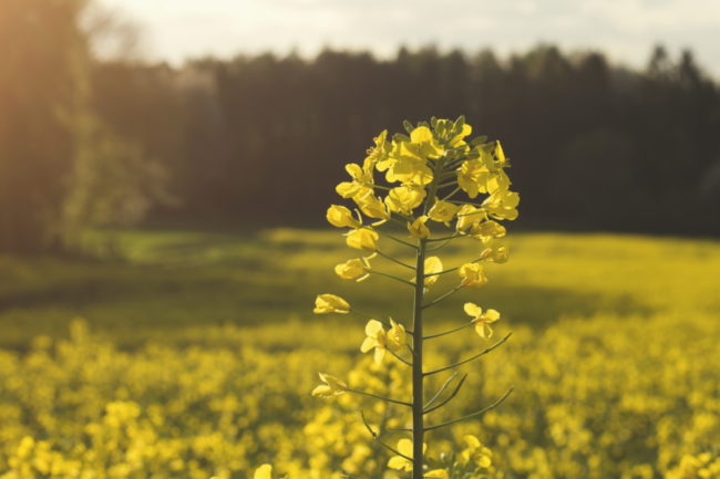 Rapeseed