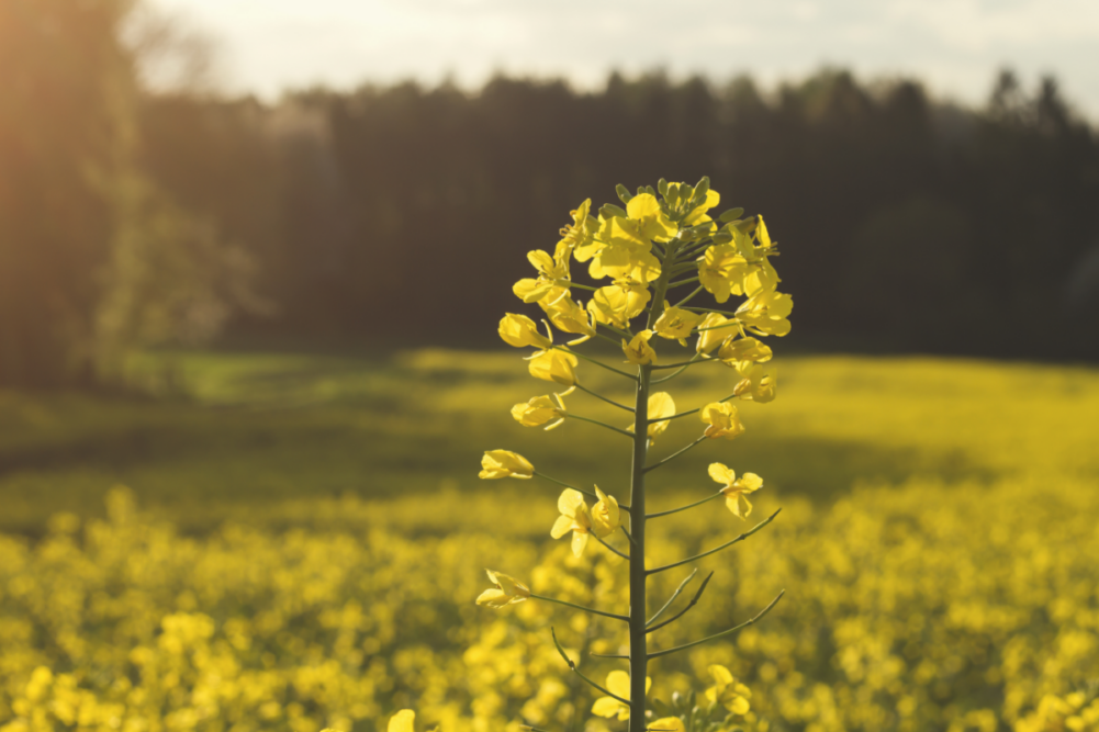 Rapeseed