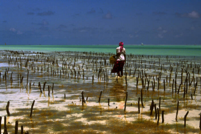 Woman cultivating seaweed on the beach in Tanzania